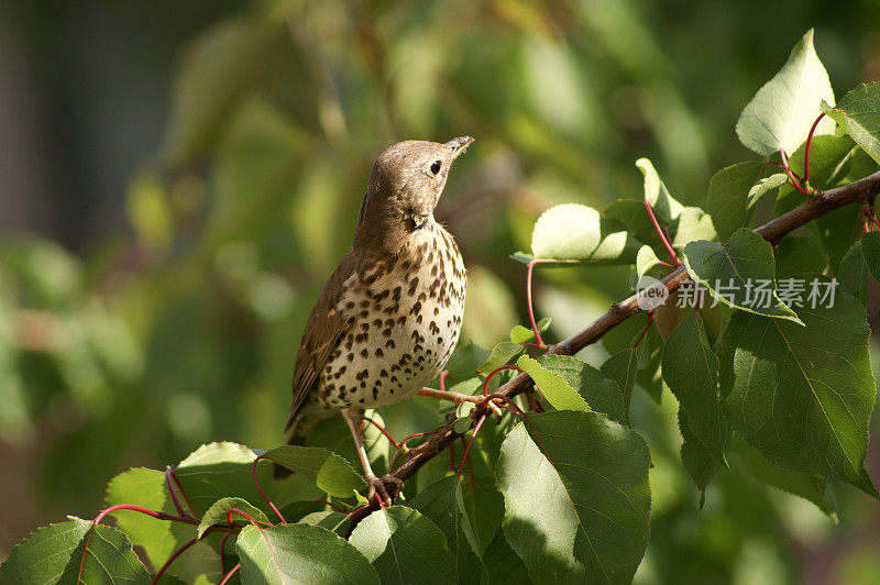 歌鸫(Turdus philomelos)